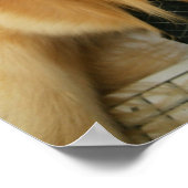 Hunde tragen Krawatte und Brille auf Stuhl sitzen Poster (Ecke)