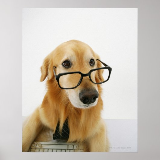 Hunde tragen Krawatte und Brille auf Stuhl sitzen Poster (Vorne)