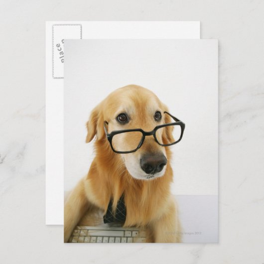 Hunde tragen Krawatte und Brille auf Stuhl sitzen Postkarte (Vorne/Hinten)