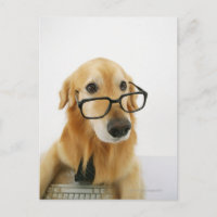 Hunde tragen Krawatte und Brille auf Stuhl sitzen