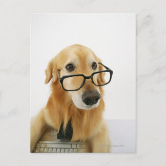 Hunde tragen Krawatte und Brille auf Stuhl sitzen Postkarte