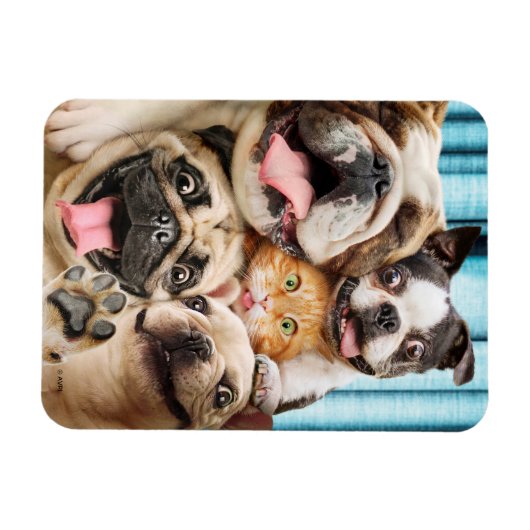 Hunde und ein Cat Group-Foto Magnet (Horizontal)