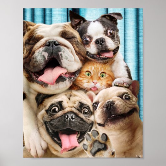Hunde und ein Cat Group-Foto Poster (Vorne)