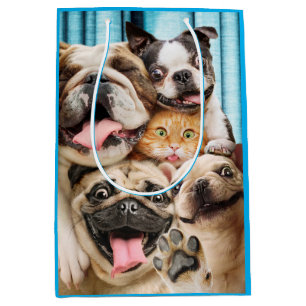 Hunde und ein Foto der Katzengruppe Mittlere Geschenktüte