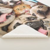 Hunde und ein Foto der Katzengruppe Sherpadecke (3/4)