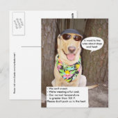 Hunde und Hitze Postkarte (Vorne/Hinten)