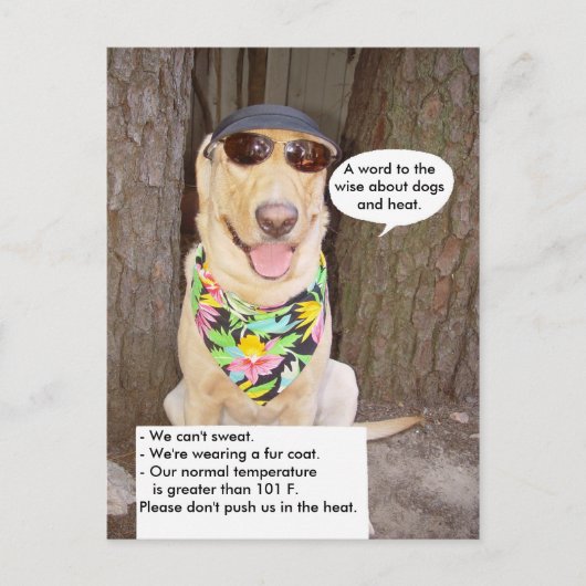 Hunde und Hitze Postkarte (Vorderseite)