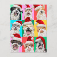 Hunde und Katzen mit Santa Bart