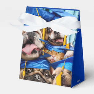 Hunde- und Katzenabsolventen im Fotostudio Geschenkschachtel