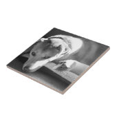 Hunde-und Meerschweinchen-Fliese Fliese (Seite)