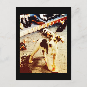 Hunde und Schuhe Postkarte