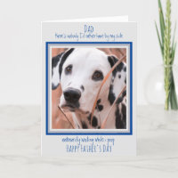 Hunde Vater Niedlich Hund Foto Sonniger Vater Tag