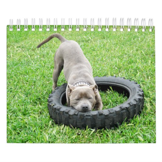 Hunde verschiedener Rassen 2019, Kalender (Titelbild)