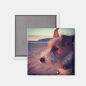 Hunde vor dem Strand Magnet (Vorderseite/Rückseite)