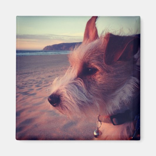 Hunde vor dem Strand Magnet (Vorne)