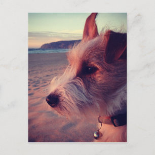 Hunde vor dem Strand Postkarte