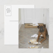 Hunde vor der Haustür liegen und Post kauen Postkarte (Vorne/Hinten)