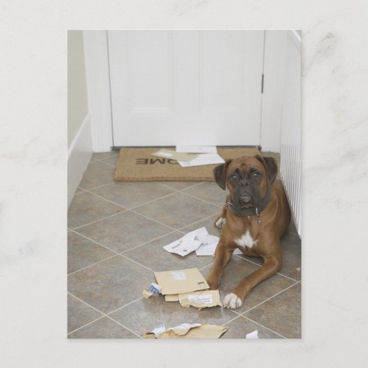 Hunde vor der Haustür liegen und Post kauen Postkarte (Vorderseite)