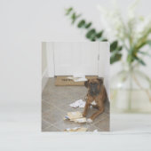 Hunde vor der Haustür liegen und Post kauen Postkarte (Stehend Vorderseite)