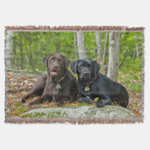 Hunde Welpen Schwarzes Labor Schokolade Labrador R Decke
