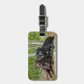 Hunde Welpen Schwarzes Labor Schokolade Labrador R Gepäckanhänger (Vorderseite vertikal)