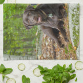 Hunde Welpen Schwarzes Labor Schokolade Labrador R Handtuch (Gefaltet)