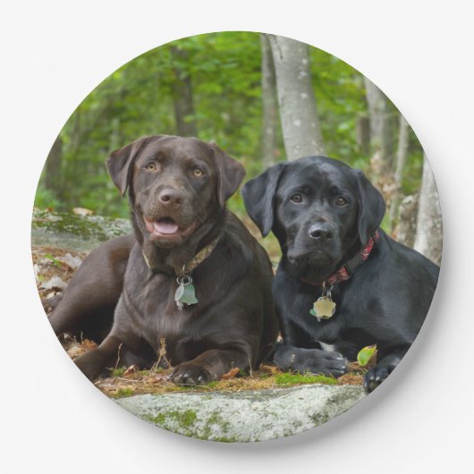 Hunde Welpen Schwarzes Labor Schokolade Labrador R Pappteller (Vorderseite)