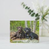 Hunde Welpen Schwarzes Labor Schokolade Labrador R Postkarte (Stehend Vorderseite)
