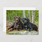 Hunde Welpen Schwarzes Labor Schokolade Labrador R Postkarte (Vorne/Hinten)