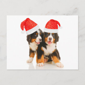 Hunde wünschen frohe Weihnachten