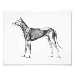 Hundeanatomie-Druck Muscles B/W Fotodruck