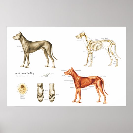 HundeanatomiePlakatMuskeln und Knochen Poster Zazzle.de