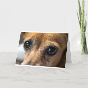 Hundeaugen Karte