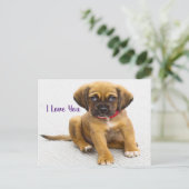 Hundeaugen Postkarte (Stehend Vorderseite)