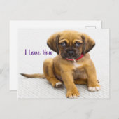 Hundeaugen Postkarte (Vorne/Hinten)