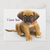 Hundeaugen Postkarte (Vorderseite)