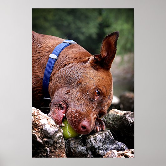 Hundebahn / Nase Nah hoch / Makro 2 Poster (Vorne)