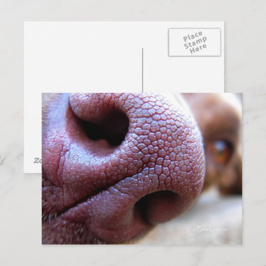 Hundebase Postkarte (Vorne/Hinten)