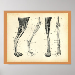 Hundebein-Muskel Veterinär Anatomie Druck Poster