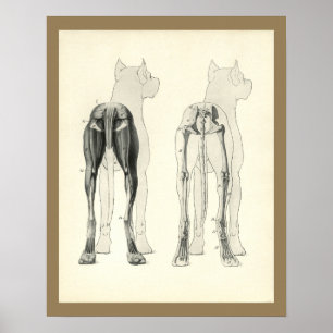Hundebein Skelett Muskel Anatomie Druck Poster