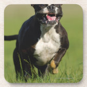 Hundebetrieb Getränkeuntersetzer (Vorderseite)