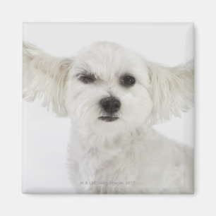 Hundeblinzeln Magnet