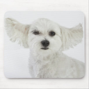 Hundeblinzeln Mousepad