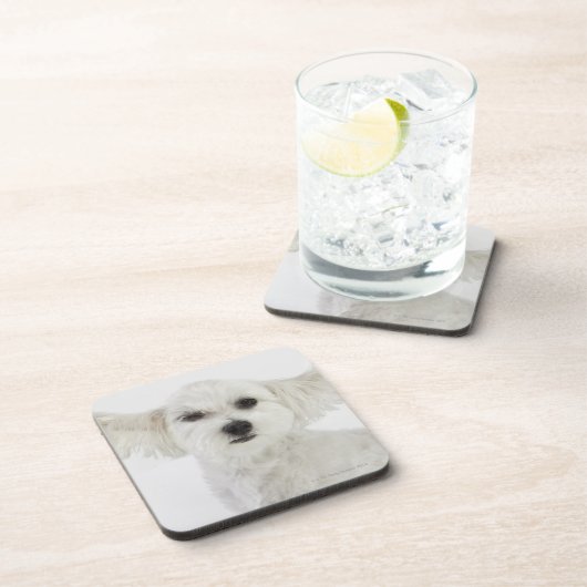 Hundeblinzeln Untersetzer (Rechte Seite)