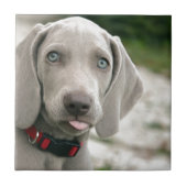 Hundebügel Fliese (Vorderseite)