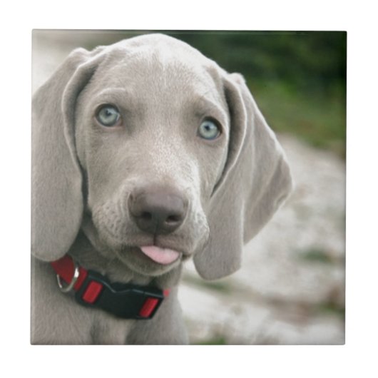 Hundebügel Fliese (Vorderseite)