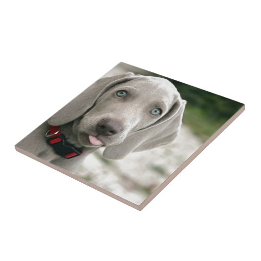 Hundebügel Fliese (Seite)