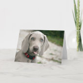 Hundebügel Karte (Vorderseite)