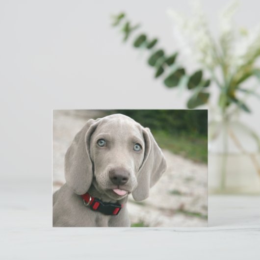 Hundebügel Postkarte (Stehend Vorderseite)