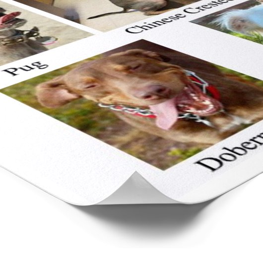 Hundebüt Poster (Ecke)